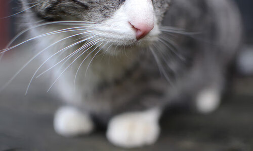 九游9游-“阿根廷美洲狮队：从逆境中崛起，挑战顶级球队”