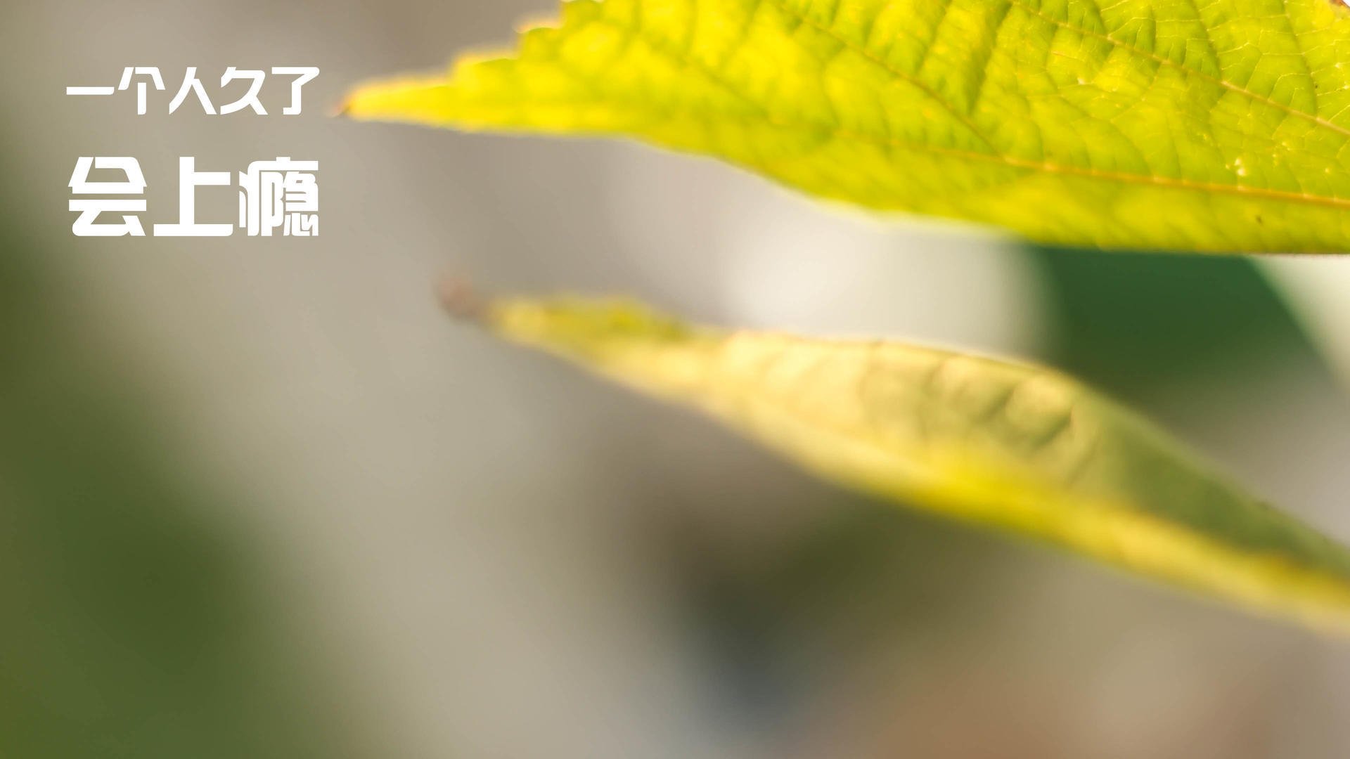 九游下载官网-卡普尔突破、传球与防守的全能表现，让袋鼠队攻防兼备，卡普尔包