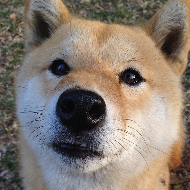 JiuyouAPP下载-塞尔维亚女篮在欧洲锦标赛中夺冠，续写辉煌