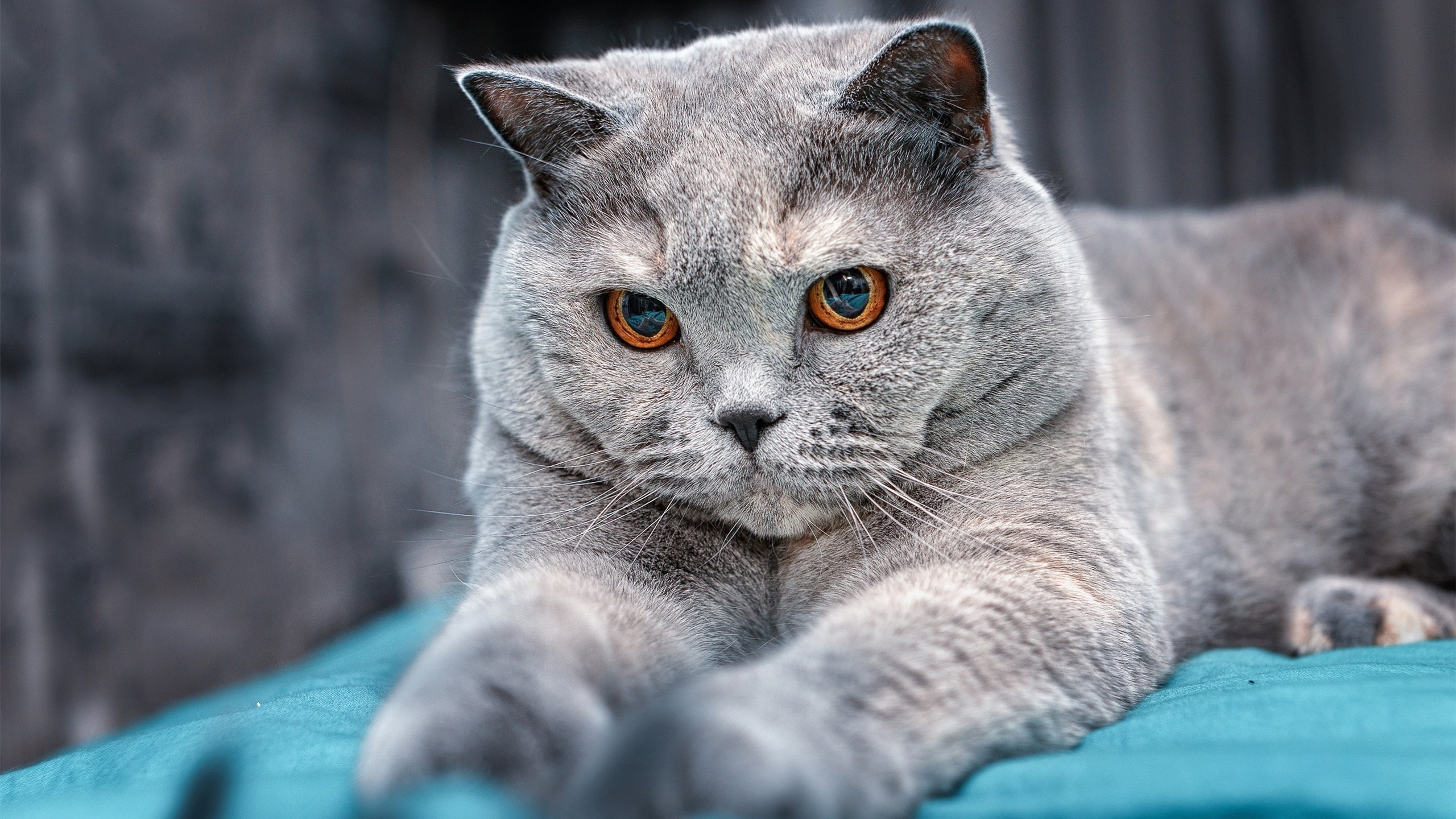 九游jiuyou-李娜新书签售现场火爆签名不断，李娜的连笔签名