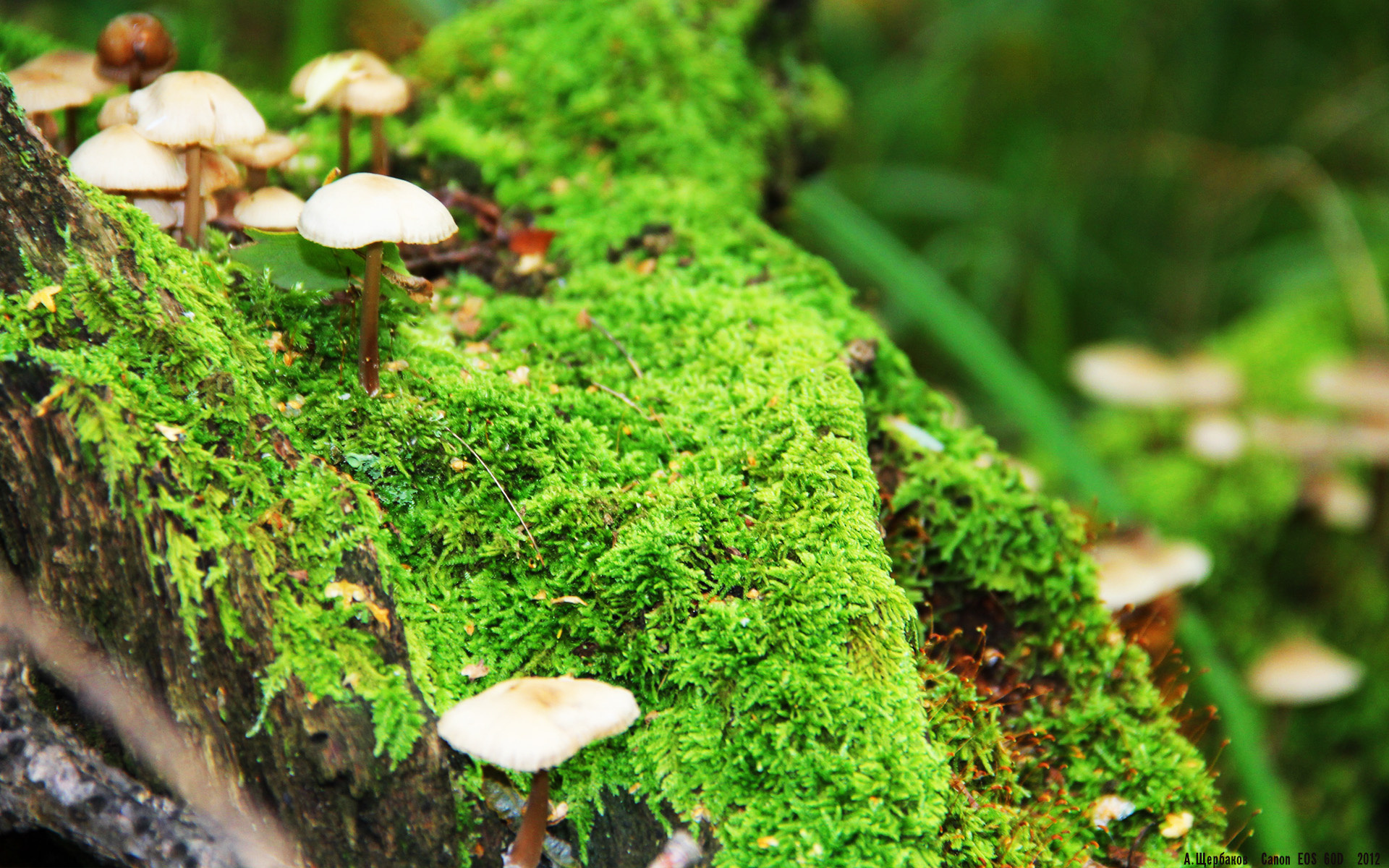 九游登录入口-法甲未来之星：新力军领先争冠！，法甲潜力球员