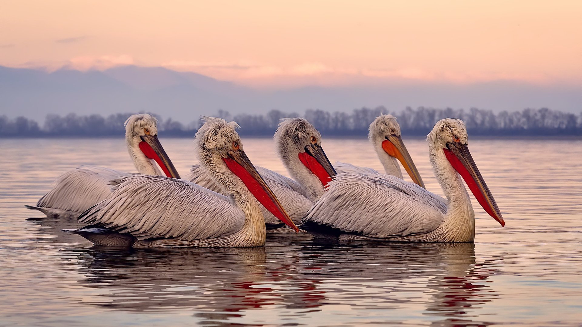 法甲青春崛起：新秀满场飞！