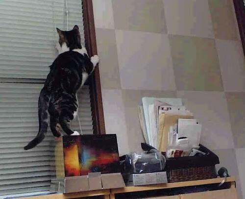 JiuyouAPP下载-英超冠军争夺：悬念成就最终荣耀！，英超夺冠奇迹